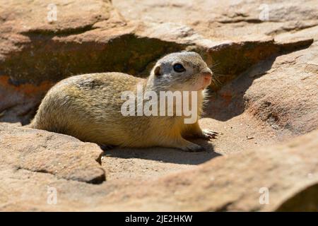 European ground squirrel or European souslik (Spermophilus citellus) lying on ground Stock Photo