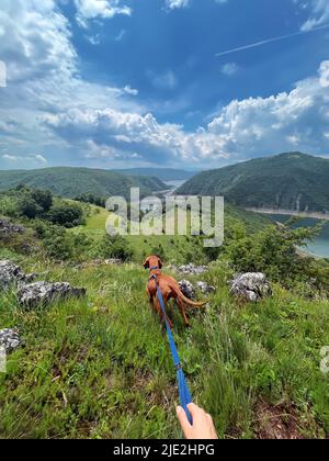 Vizsla Dog on Leash Hiking in Mountains Stock Photo