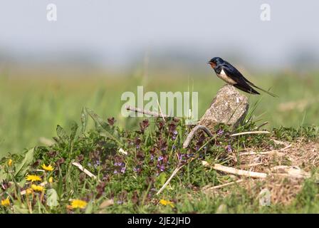 Barn swallow (Hirundo rustica) resting on the rock Stock Photo