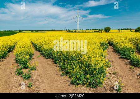 Yellow rapeseed field and wind turbines in the countryside. Sources of alternative energy. Stock Photo