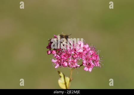 Fork-tailed Flower Bee (Anthophora furcata), family Apidae on flowers of Japanese spirea (Spirea Japonica 'Goldflame'). Rose family (Rosaceae). June, Stock Photo