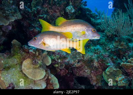 Schoolmaster swimming over coral reef at Little Cayman Island in the Caribbean Stock Photo