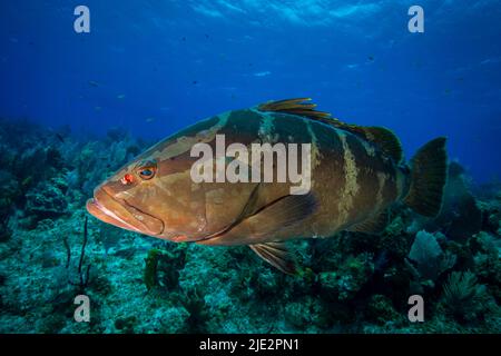 Nassau Grouper swimming underwater at Little Cayman in. the Caribbean Stock Photo