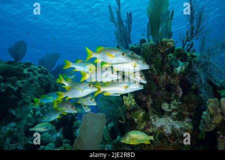 Schoolmaster swimming over coral reef at Little Cayman Island in the Caribbean Stock Photo