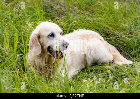 Friendly Retriever senior lies on a meadow Stock Photo