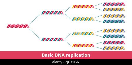 Basic DNA replication. Visualization of semiconservative DNA replication, when each daughter DNA double helix is made of a conserved and new strand. Stock Vector