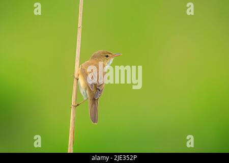 Marsh warbler, Acrocephalus palustris, bird singing in a field with yellow flowers Stock Photo