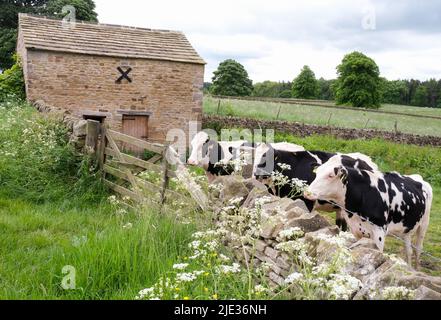 Cows looking over a stone wall by an old barn near Chatsworth, Derbyshire Stock Photo