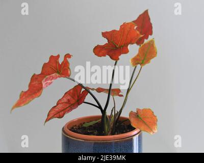 Caladium red flame isolated against a gray background. The leaves are red with green veins and stems. The plant pot is blue ceramic. Stock Photo