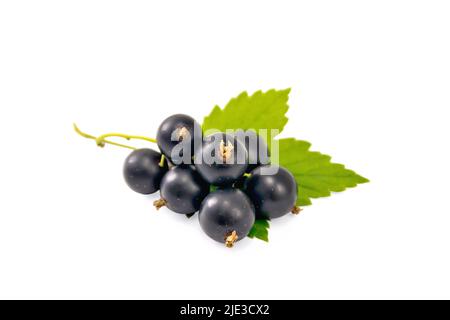 Bunch of black currant berries with green leaf isolated on white background Stock Photo