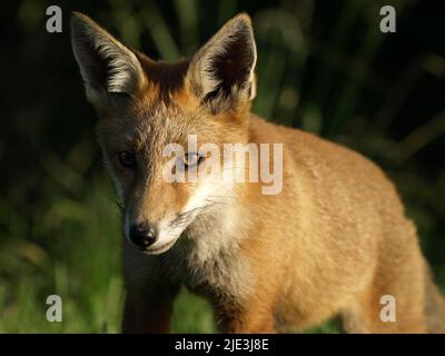 Fox cub Stock Photo