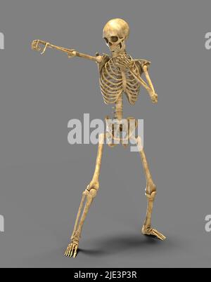 Anatomy of boxing sport, illustration. Human skeleton in a boxing position showing skeletal activity of boxing. Stock Photo