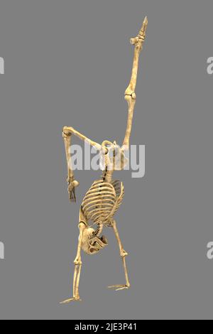 Illustration of a human skeleton in a handstand yoga position ...