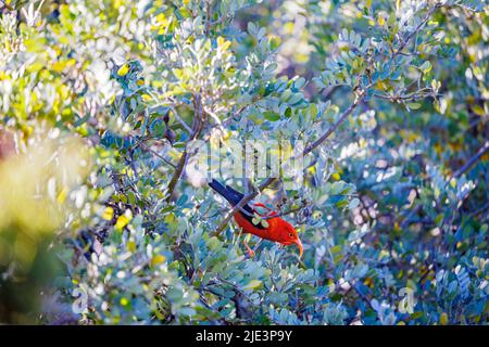 A red tailed tropic bird, Phaethon rubricauda, and Kalalau Valley at sunset, Kauai, Hawaii. Stock Photo