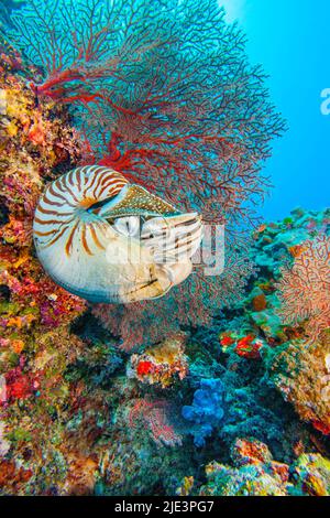 The Palau chambered nautilus, Nautilus belauensis, is mainly found in the Western Carolines as its name suggests. These nautilus are highly mobile sca