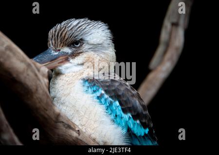 Blue Winged Kookaburra on a Branch Stock Photo