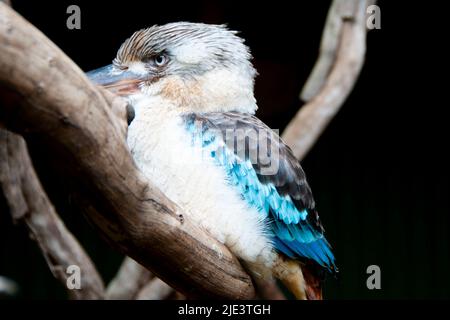Blue Winged Kookaburra on a Branch Stock Photo