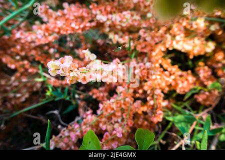 Beautiful multicolor Wild hydrangea blooming, usually found in the mesic forest, often along streams or in rocky areas, but also grows in drier areas. Stock Photo