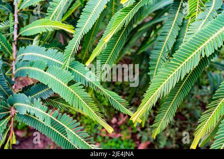 A close up shot of Indian Gooseberry, Phyllanthus emblica, plant leaves in an Organic Indian garden. India Stock Photo