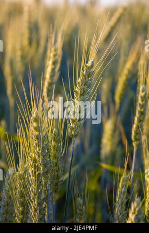 Green ears of wheat. Blurred background. Stock Photo