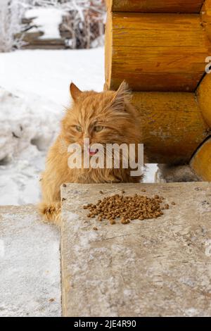 Stray orange colored cat with green eyes and fluffy hair sitting sitting near house looking away with tongue out with food in front of cat. Animal Stock Photo