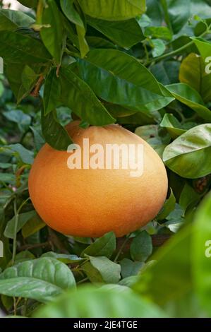 Pomelo on a Tree Stock Photo