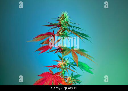 Cannabis plant with leaves and flowering bud in colorful red and yellow light. Medicinal Marijuana plant on light blue background in tropical style. M Stock Photo