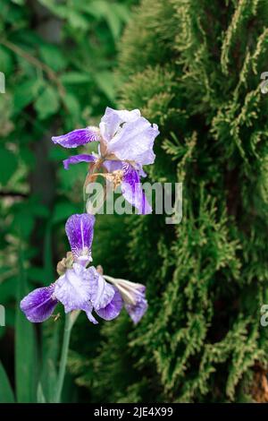 Blue iris on a green background. Beautiful flower in the garden. Stock Photo