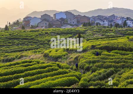 Linhai zhejiang taizhou LAN Tian Shan tea plantations Stock Photo