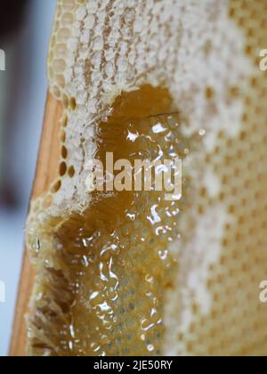 Natural raw honey being filtered ad dripped through a strainer to filter our bees wax. Stock Photo