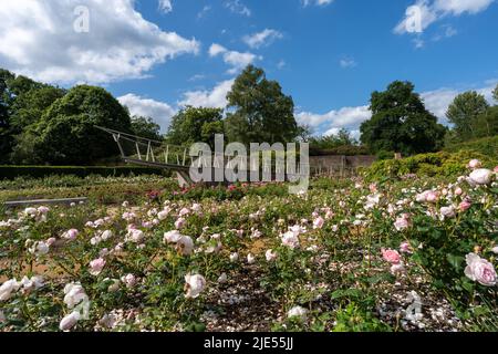 The Rose Garden with ship walk way at Savill Garden Stock Photo