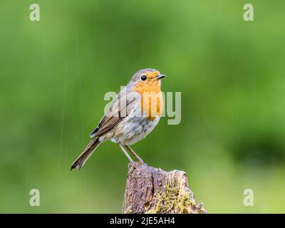 Robin foraging in summer in mid Wales Stock Photo
