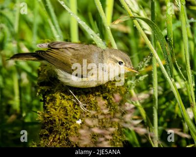 Young willow warbler foraging in summer in mid Wales Stock Photo