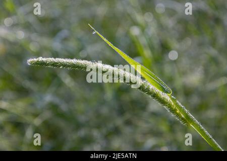 Close up of timothy grass with dewdrops, with copy space, Phleum pratense Stock Photo