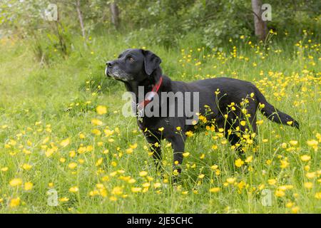 Side view of black Labrador retriever standing in yellow buttercups and looking sideways Stock Photo