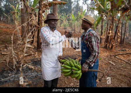 Two African farmers shake hands after they exchanged a bunch of plantain bananas in the plantation, businessmen at work Stock Photo