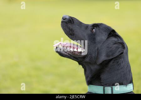 Side view of young black Labrador wearing collar looking up in front of a green background Stock Photo