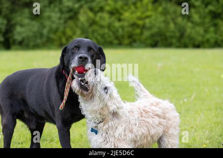 White labradoodle looking up at black Labrador with a red toy in the mouth. Dogs having fun at the dog park Stock Photo