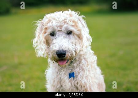 White labradoodle with blue tag looking at camera with a green background Stock Photo