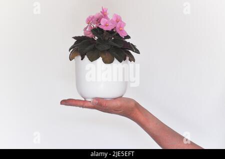 A studio shot of a pink African Violet (Saintpaulia sp.) house plant in a white plant pot, set against a white background. Stock Photo