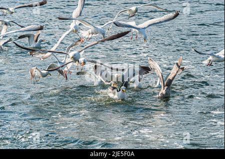 Seagulls fighting over food at sea Stock Photo