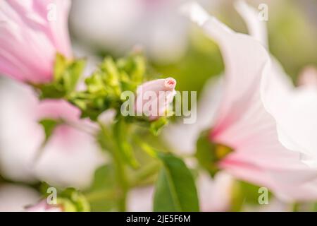 White and purple flowers in beautiful sunlight Stock Photo