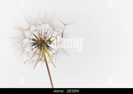 A single dandelion clock set against a white background with one seed coming away from the clock Stock Photo