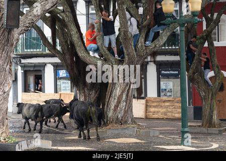 Spectators hide in trees as bulls run loose in the streets during a tourada a corda, also called a bull-on-a-rope at the Sanjoaninas festival, June 24, 2022 in Angra do Heroísmo, Terceira Island, Azores, Portugal. During the uniquely Azorean event a bull tied to a long rope runs loose as participants attempt to distract or run from the bull. Credit: Planetpix/Alamy Live News Stock Photo