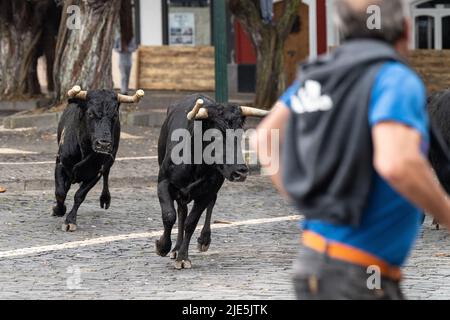 A participant runs from two bulls in the streets during a tourada a corda, also called a bull-on-a-rope at the Sanjoaninas festival, June 24, 2022 in Angra do Heroísmo, Terceira Island, Azores, Portugal. During the uniquely Azorean event a bull tied to a long rope runs loose as participants attempt to distract or run from the bull. Credit: Planetpix/Alamy Live News Stock Photo