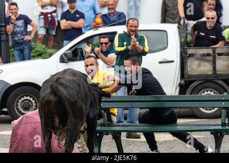 Participants taunt a raging bull during a tourada a corda, also called a bull-on-a-rope at the Sanjoaninas festival, June 24, 2022 in Angra do Heroísmo, Terceira Island, Azores, Portugal. During the uniquely Azorean event a bull tied to a long rope runs loose as participants attempt to distract or run from the bull. Credit: Planetpix/Alamy Live News Stock Photo