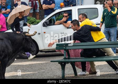 Participants taunt a raging bull during a tourada a corda, also called a bull-on-a-rope at the Sanjoaninas festival, June 24, 2022 in Angra do Heroísmo, Terceira Island, Azores, Portugal. During the uniquely Azorean event a bull tied to a long rope runs loose as participants attempt to distract or run from the bull. Credit: Planetpix/Alamy Live News Stock Photo