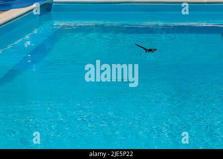 A swallow dives into a swimming pool to look for water with which to quench its thirst from the scorching heat of summer Stock Photo