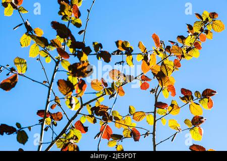 colorful twigs of hazel tree and blue sky on background on sunny day Stock Photo
