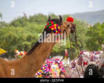 Pushkar, Rajasthan / India - November 5, 2019 : Decorated Camel Face Close up Picture in Indian desert rural village Stock Photo